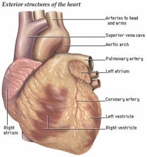 Mi az a szívinfarktus vagy más néven a szívroham?