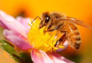 Milyen betegségre gyógyír a méhpempő?